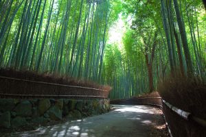 Arashiyama Bambus Wald