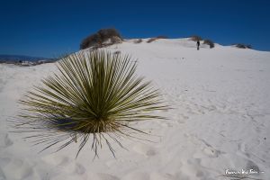 https://de.wikipedia.org/wiki/White_Sands_National_Monument