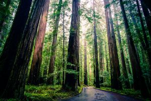 Redwood National and State Parks