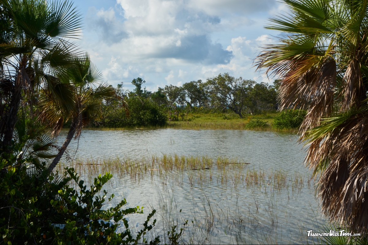 Реферат: Florida Panther Essay Research Paper The Florida