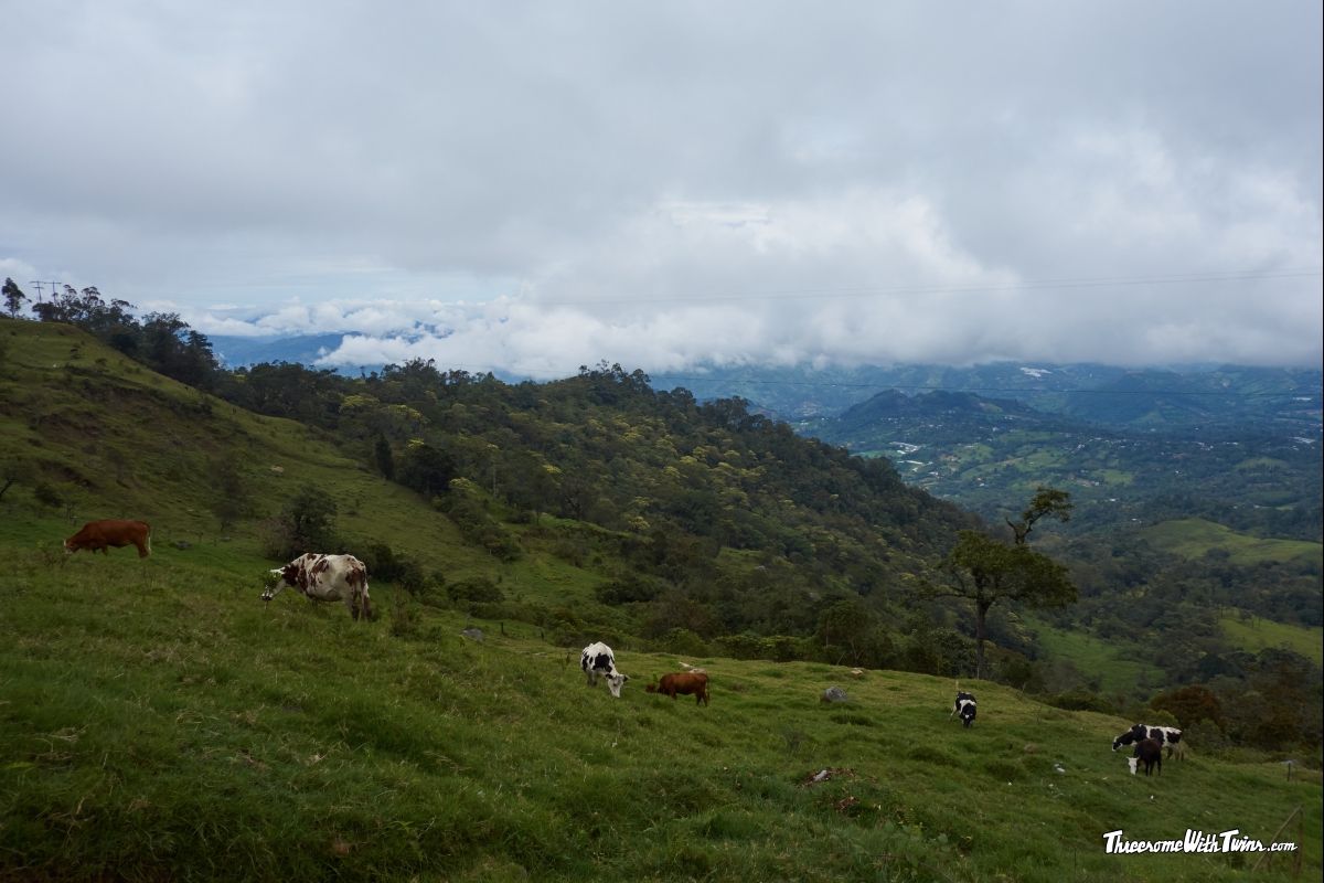 Реферат: Cloning Of Cows Essay Research Paper Cow